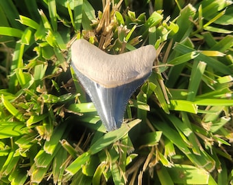 1.58" Bone Valley Megalodon Tooth