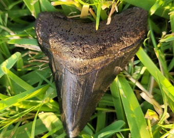 2.33" Venice Florida Megalodon Tooth