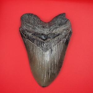5.13&quot; North Carolina Megalodon