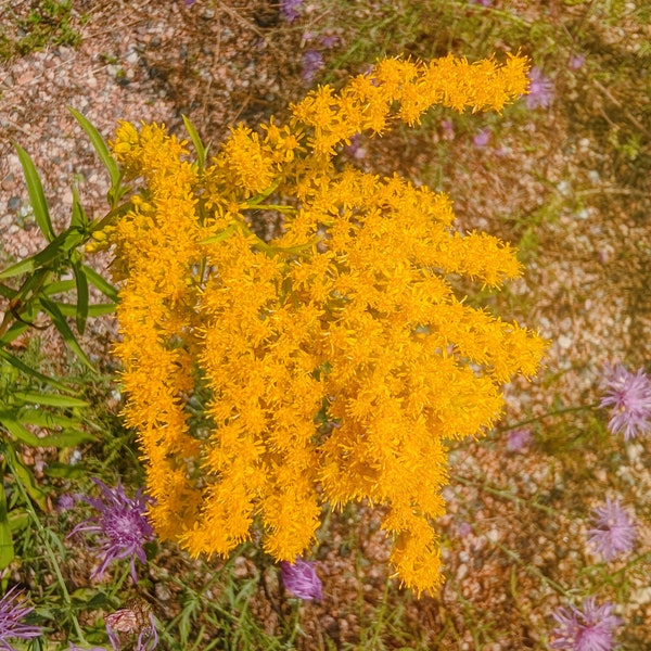 Canadian Goldenrod (Solidago canadensis) 300 Seeds Organic Wild-Harvested Wildflower Herbalism Witchy Garden