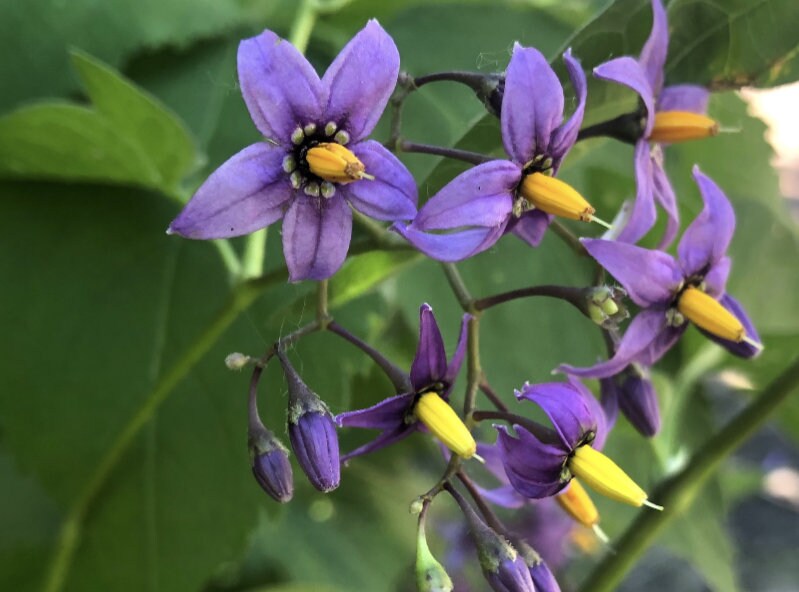 Solanum Dulcamara - Etsy