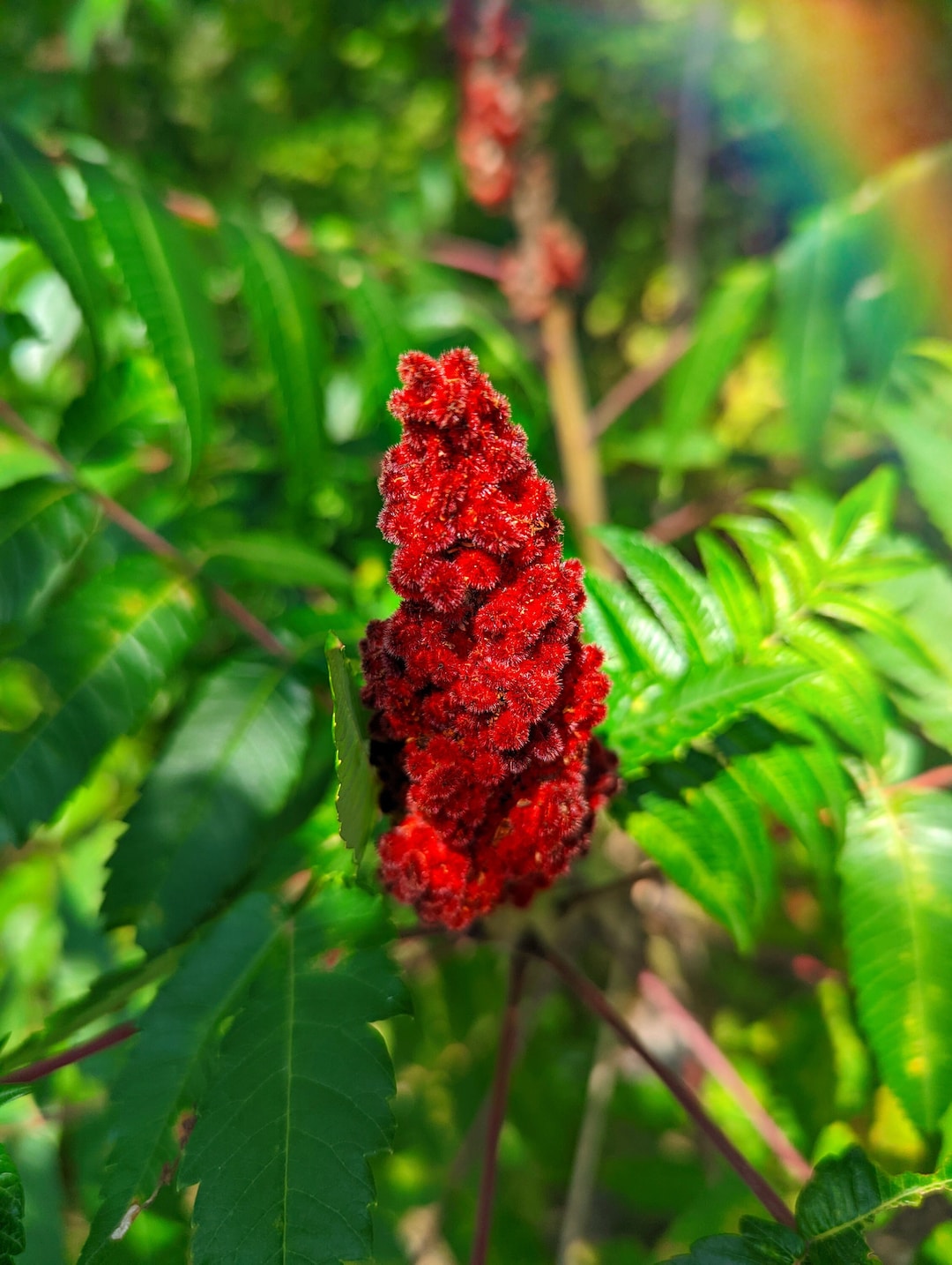 Staghorn Sumac rhus Typhina 30 Seeds Organic Wildharvested Herbalism