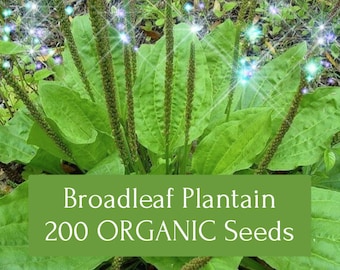 Plantain Broadleaf (Plantago major) 200 Seeds Organic