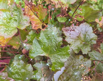 Coral Bells 200+ Seeds Crevice Alumroot, Hairy Alumroot(Heuchera micrantha, Heuchera villosa) 3 Varieties Mixed