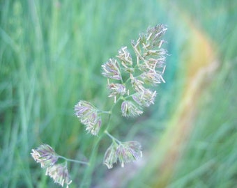 Orchard Grass {Dactylis glomerata} Cat Grass, Cocksfoot