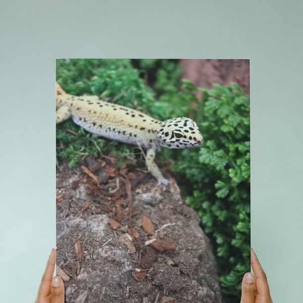 Leopard Gecko On Cork Print, Nature Photography, Animal Photography, Reptile Photography, Wall Art, Digital Download