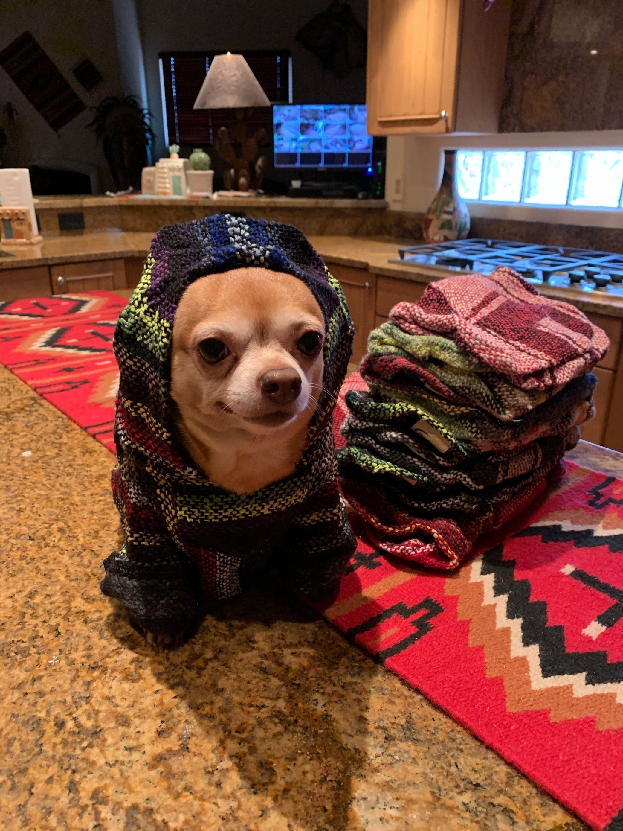 Wholesale 100% Hand-Woven Dog Poncho - Salsa for your store