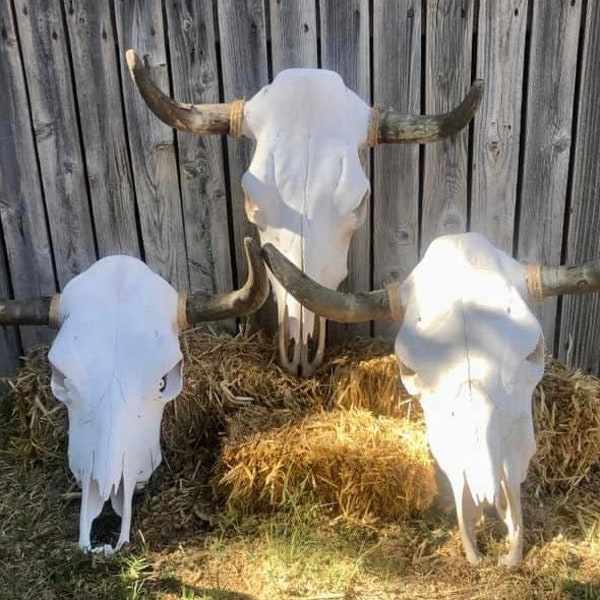 Plain cow skull