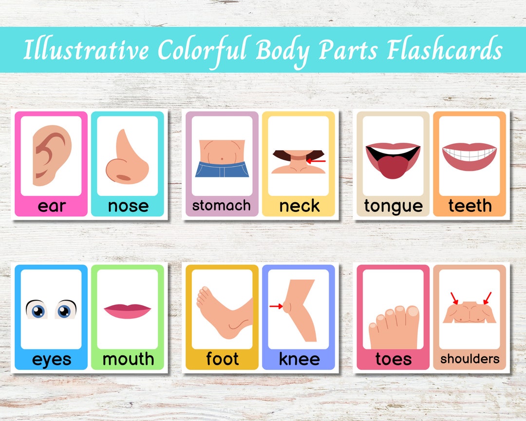 Illustrative Colorful Body Parts Flashcards Etsy