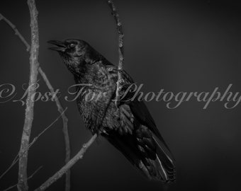 Planning A Murder - Crow Photograph