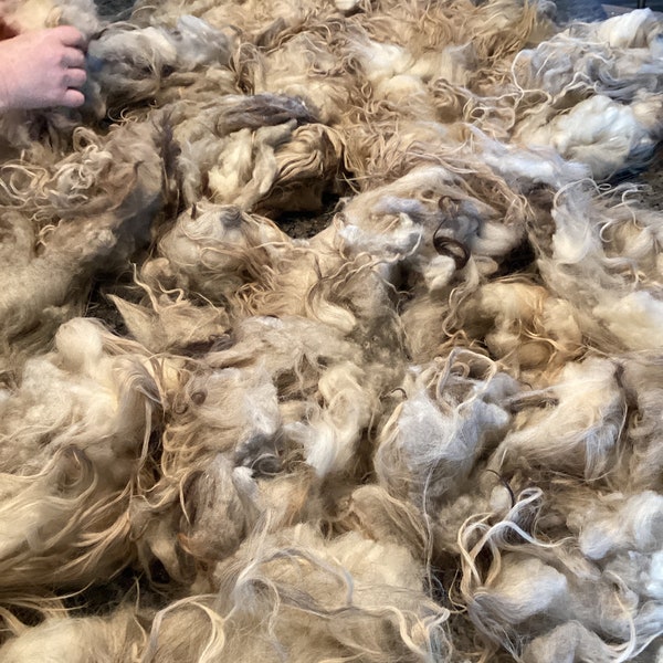 Brown and Gray Raw Icelandic Fleece