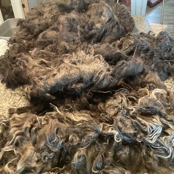 Black Ram  Raw Icelandic Fleece