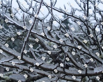 Icy tree limbs