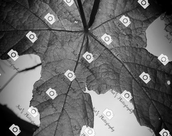 Leaf