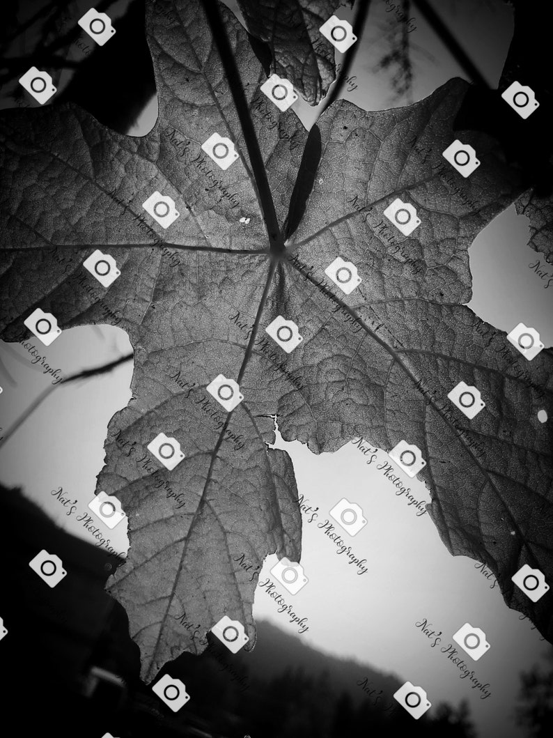 May include: A black and white photo of a leaf with the text "Nat's Photography" repeated throughout the image. The leaf is partially transparent, and the text is visible through the leaf.