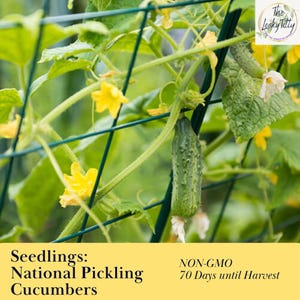 Cucumbers National Pickling Starter Plugs 50 Day Quick Growing Warm Weather Crop Organic Plant Live