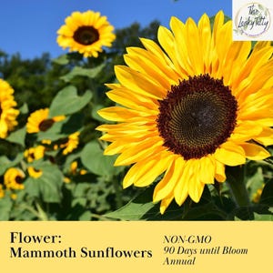 Paquete de 4 tapones de girasol Mammoth para plantas de inicio, de rápido crecimiento, orgánicos y vivas durante 50 días.