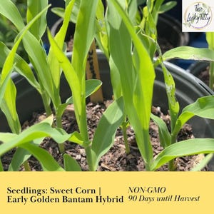 80 Day Sweet Corn Early Golden Bantam Hybrid Starter Plugs Quick Growing Organic Plant Live Starters Non GMO Free Shipping