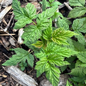 May include: Close-up of vibrant green leaves with serrated edges, possibly a young plant. The leaves are clustered together, showcasing their detailed veining. The background features dark mulch and small pieces of wood, creating a natural, earthy setting.