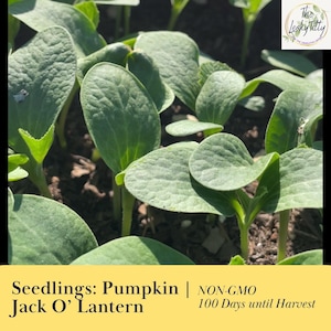 Jack O’ Lantern Pumpkin Starter Plugs Quick Growing 100 Days to Harvest Organic Plant Live Starters Non GMO Free Shipping