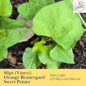 May include: Close-up of sweet potato plant with large, bright green leaves. The image includes text that reads "Slips (Vines) | Orange Beauregard Sweet Potato" and "NON-GMO 120 Days until Harvest". The Leaky Titty logo is in the upper right corner.