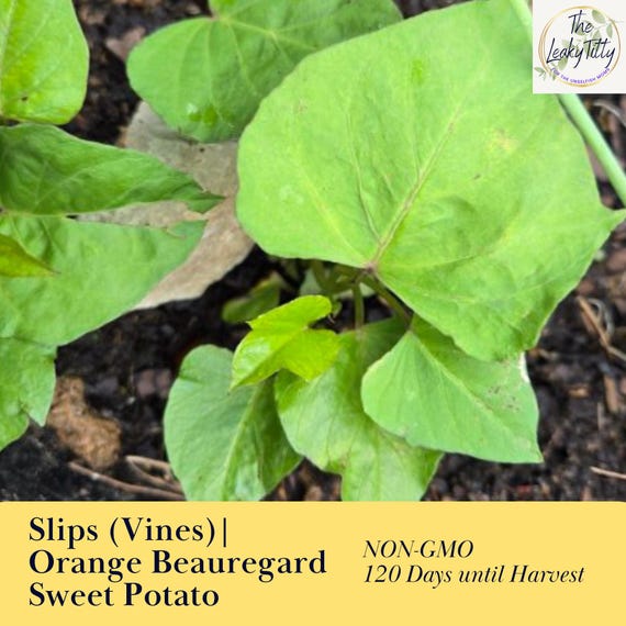 Orange Sweet Potato Slips 6 pack Beauregard Organic Plant Live Starters Non GMO