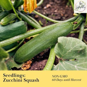 Zucchini Squash Summer Plant Starter Plugs 60 Day Quick Growing Organic Plant Live Non GMO Free Shipping