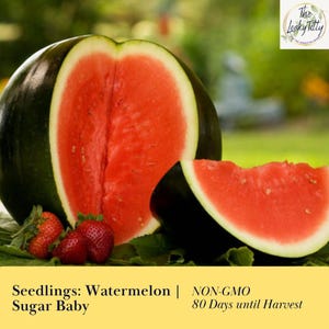 Sugar Baby Watermelon Starter Plugs 80 Day Quick Growing Warm Weather Crop Organic Plant Live Non GMO Free Shipping