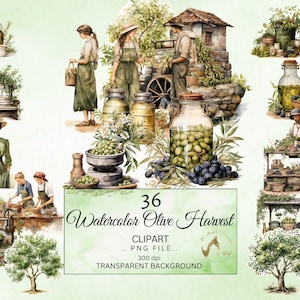 Pacchetto di clipart di olive dell'acquerello, clipart del tempo di raccolta delle olive dell'acquerello, clipart dell'olivo, clipart mediterranea, clipart verde oliva