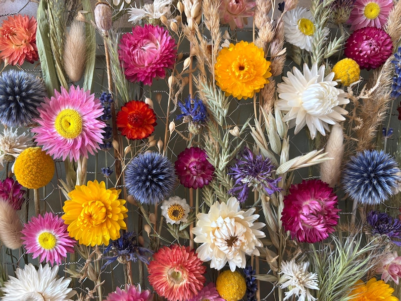 May include: A vibrant arrangement of dried flowers in various colors, including pink, yellow, orange, and blue. The flowers are arranged on a wire mesh background, creating a textured and visually appealing display. The arrangement includes different types of flowers and grasses.