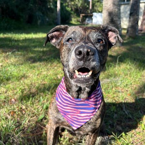 Buffalo Bills Dog Bandanna