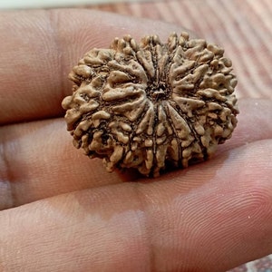 Eleven Mukhi Rudraksha Silver Pendant • Large 11 Mukhi Rudraksha Bead from Nepal • Eleven Face Rudraksha • 11 Face Nepali Rudraksha Bead