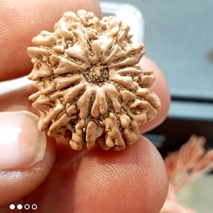 12 Mukhi Rudraksha / Twelve Face Rudraksh Nepal Bead in  Lab Certified