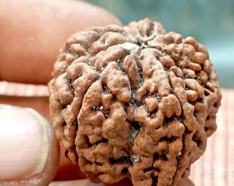 Very Large Five Face Rudraksha Bead | Nepalese Five Mukhi Rudraksha| Nepal Mukhi Bead | Large Size | 29-30mm | Five Mukhi Rudraksha bead