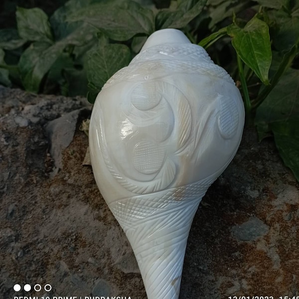 Conch Shell Spiritual Puja-Blowing Shankh big.Soothing vibration removes negativity, brings prosperity positivity peace, Shankha 7" inches