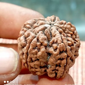 Very Large Five Face Rudraksha Bead | Nepalese Five Mukhi Rudraksha| Nepal Mukhi Bead | Large Size | 29-30mm | Five Mukhi Rudraksha bead