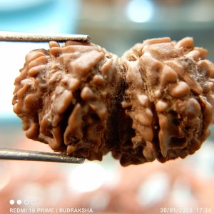 Natural Gauri shankar Rudraksha 27 mm | 9 mukhi Rudraksha | Nine face uma shankar Rudraksha