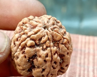 Very Large Five Face Rudraksha Bead | Nepalese Five Mukhi Rudraksha| Nepal Mukhi Bead | Large Size | 27-28mm | Five Mukhi Rudraksha bead