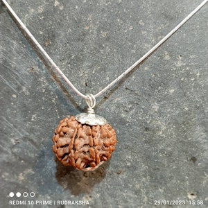 10 Mukhi Rudrakshas