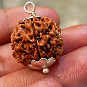 8 Mukhi Rudraksha Eight Face Rudraksh Nepal Bead Lab Certified 25.MM