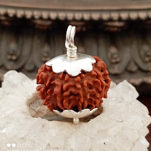 8 Mukhi Rudraksha Eight Face Rudraksh Nepal Bead Lab Certified 20.MM