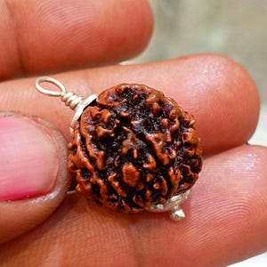Natural 8 Mukhi Rudraksh, Original Nepalese Rudraksha, Certified Rudraksh