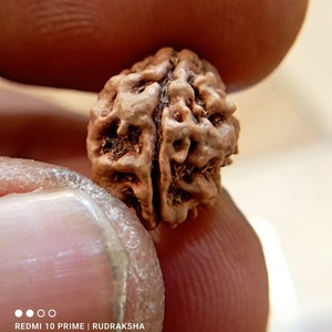 2 Mukhi nepali Rudraksha Bead -Lab Certified  Cord, Spiritual Gifts, Two Faced Rudraksha Seed