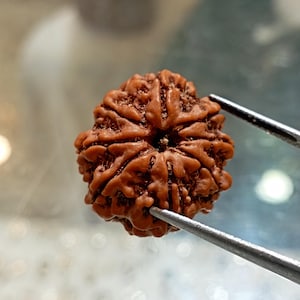 8 Mukhi Rudraksha Eight Face Rudraksh Nepal Bead Lab Certified 23-23 MM