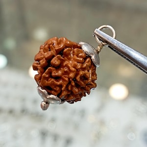 Natural 8 Mukhi Rudraksh, Original Nepalese Rudraksha, Certified Rudraksh
