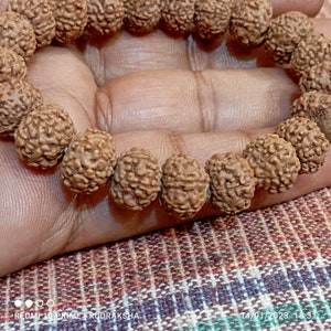 Six Mukhi Rudraksha Bracelet - Lab Certified, 6 Mukhi Rudraksha Bracelet, Yoga Gifts