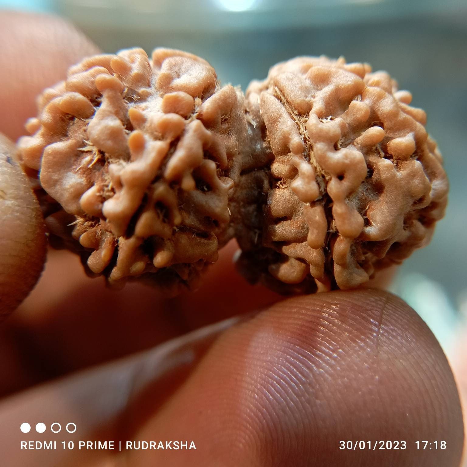 Natural Gauri shankar Rudraksha 31 mm | 8 mukhi Rudraksha | Eight face uma shankar Rudraksha