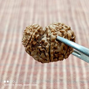 Rare  Garbh Gauri Rudraksha - 10 Mukhi - Nepal Bead - Lab Certified
