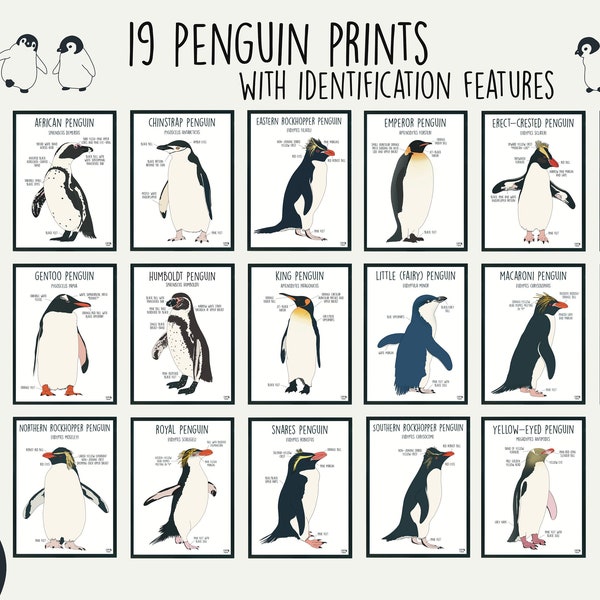 Penguin Posters and Post Cards | Penguins | Quality Print | Home decor | Kids Room Decor | Ocean Poster | Home Decor