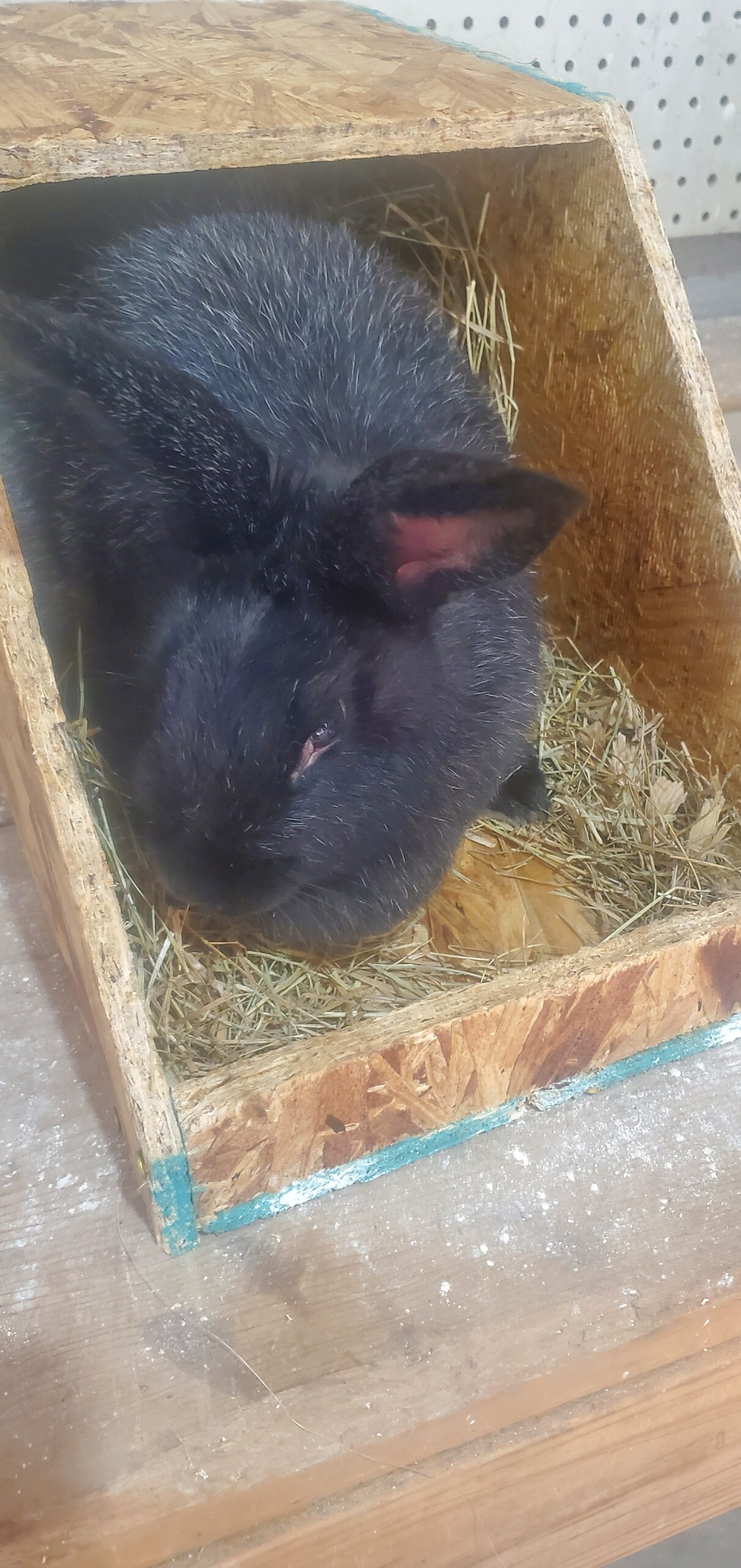 Nesting Box for Rabbits Etsy